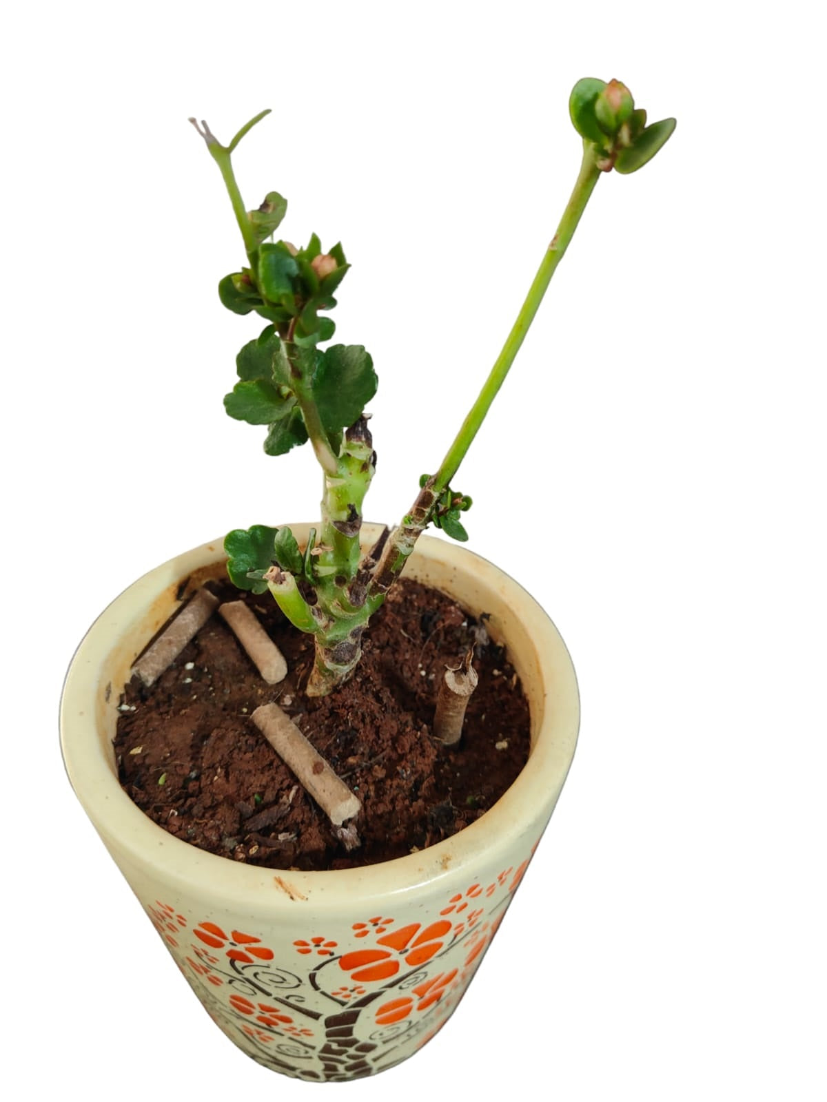 Bamboo Fertilizer Spike - 250 grams Pack of 50