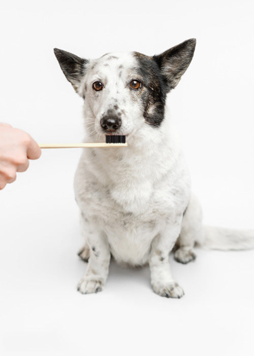 Bamboo Pet Toothbrush - Koko Pack of 50